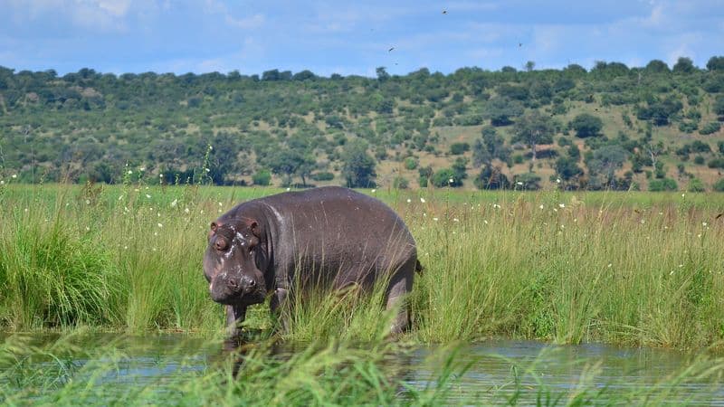 Southern Africa aboard the Zimbabwean Dream: travel to the ends of the earth (port-to-port cruise)