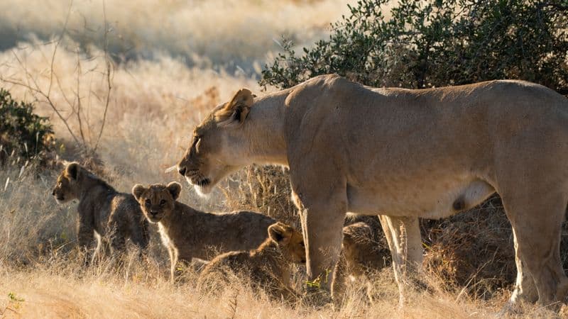 Southern Africa aboard the Zimbabwean Dream: travel to the ends of the earth (port-to-port cruise)
