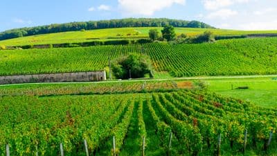 Discover the Fascinating History and Excellent Cuisine of the Burgundy Region (port-to-port cruise)