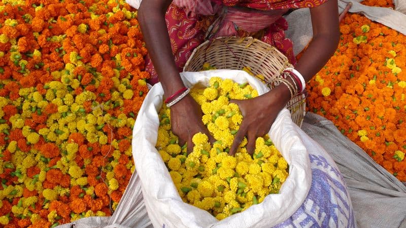 Cruise on the Ganges: The Sacred Waters between Kolkata and Varanasi (port-to-port cruise)