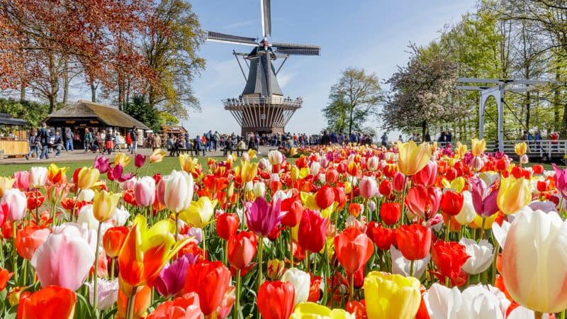Springtime in Holland (port-to-port cruise)