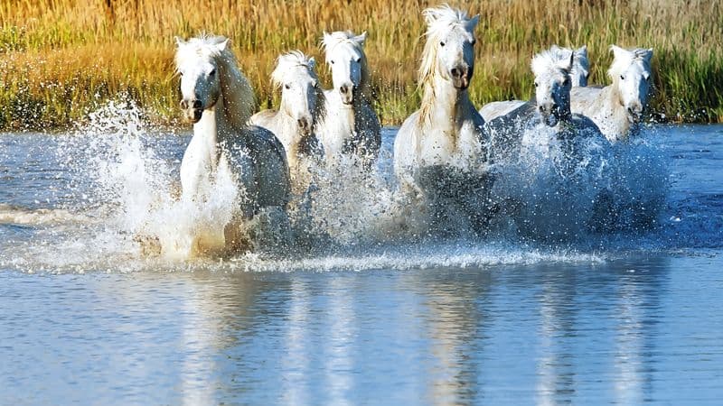 All the must-see sites on the Rhône between Lyon, Provence, and the Camargue with a dinner at Paul Bocuse's Abbaye de Collonges Restaurant OFFERED (port-to-port cruise)