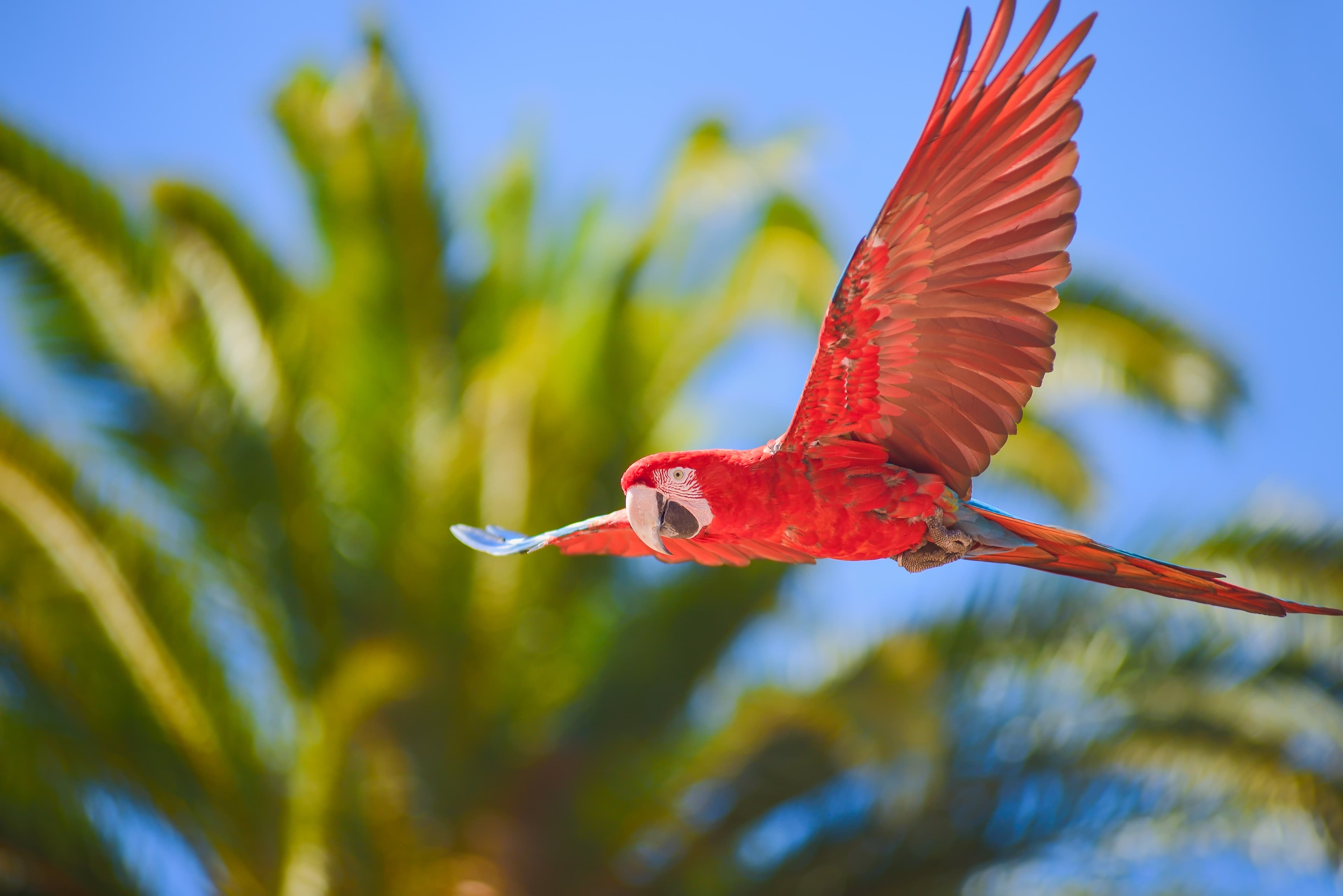 Along the Amazon and the Rio Negro, An Exclusive Cruise through Pristine and Hidden Nature (port-to-port cruise)