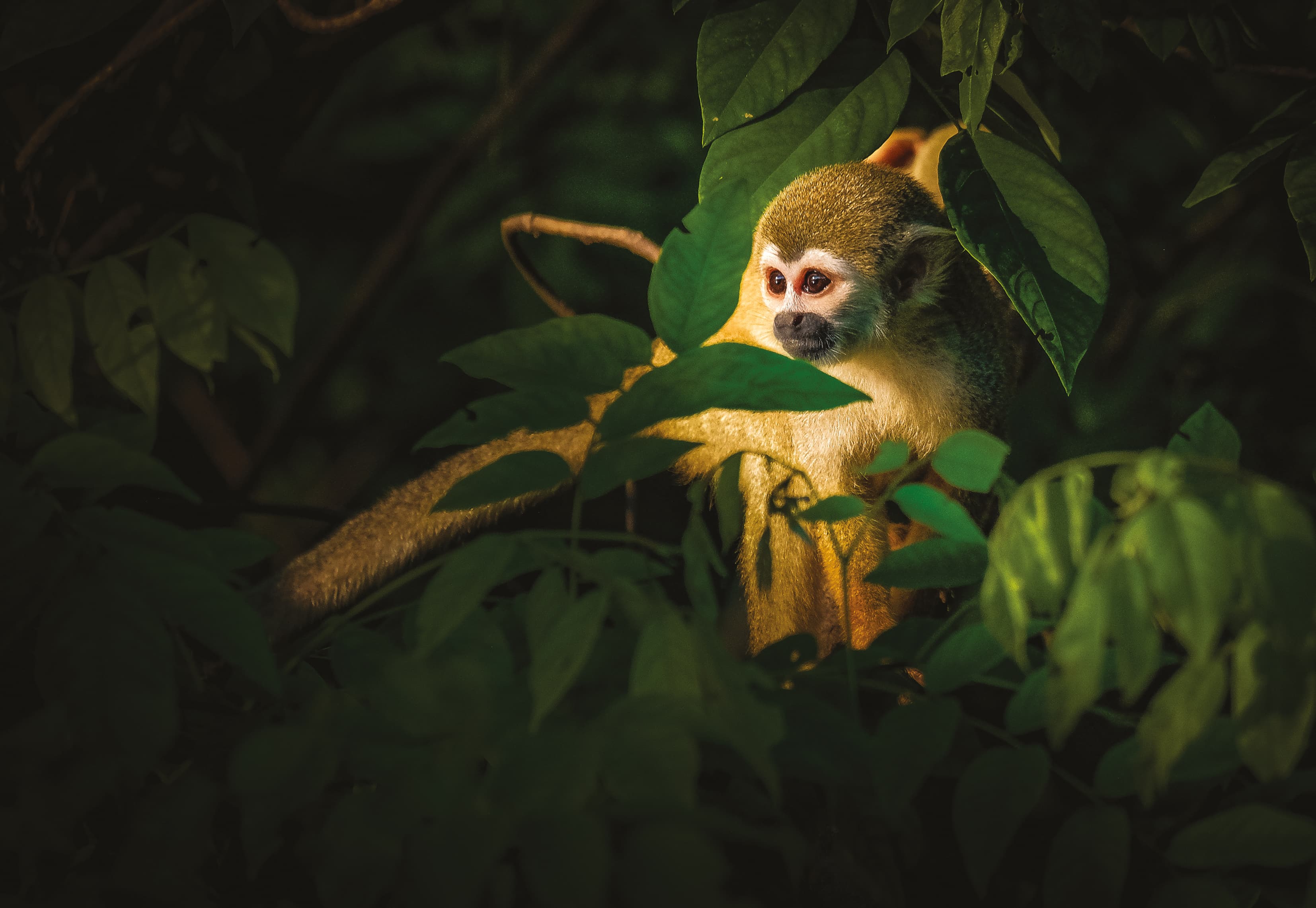 Cruise into the Heart of Primal Amazonia - An exploration at the edge of the jungle, between Brazil and Colombia (port-to-port cruise)