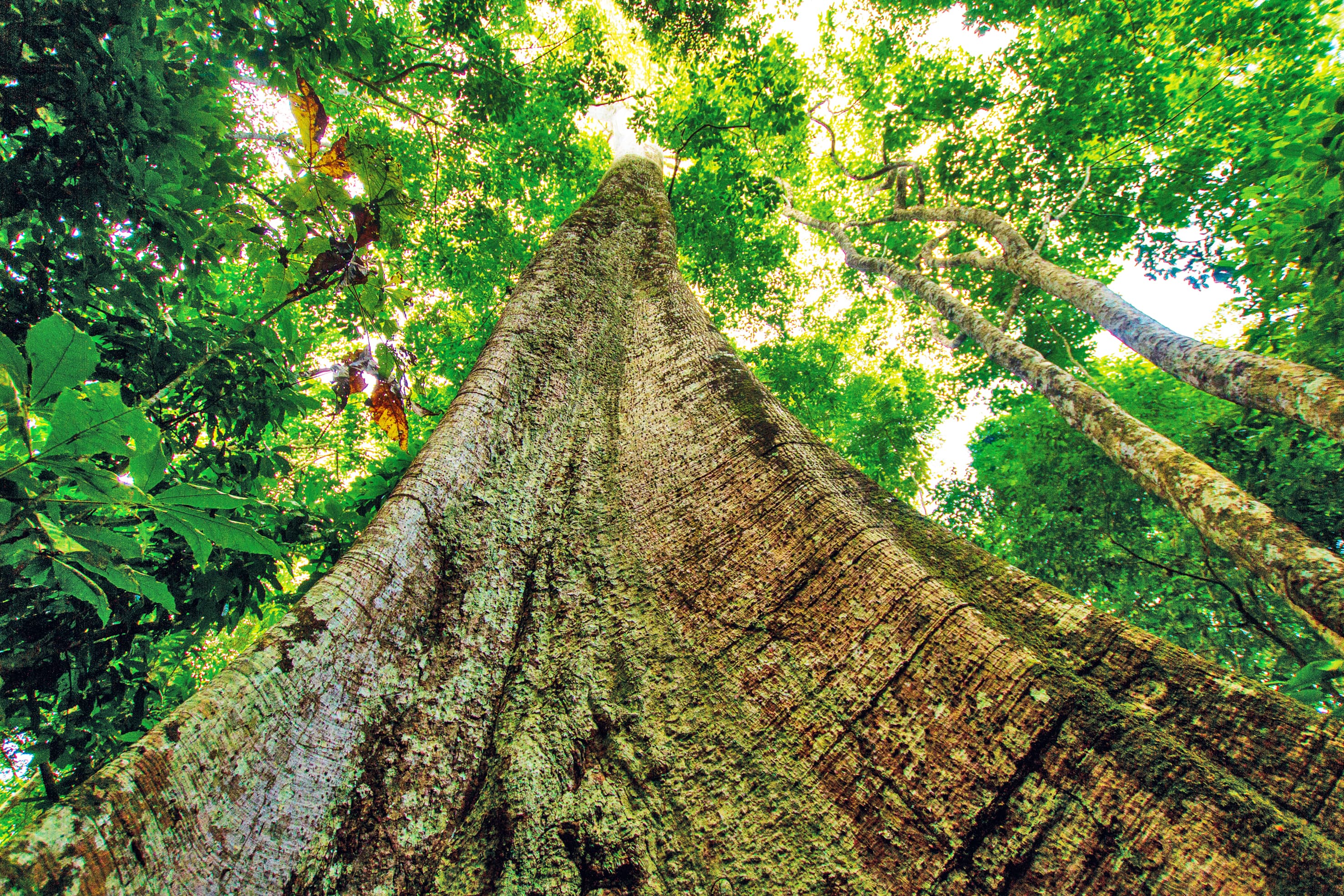 The Gentle Amazon and the Tapajós River - An enchanting and intimate cruise to the Amazon's most beautiful beaches (port-to-port cruise)