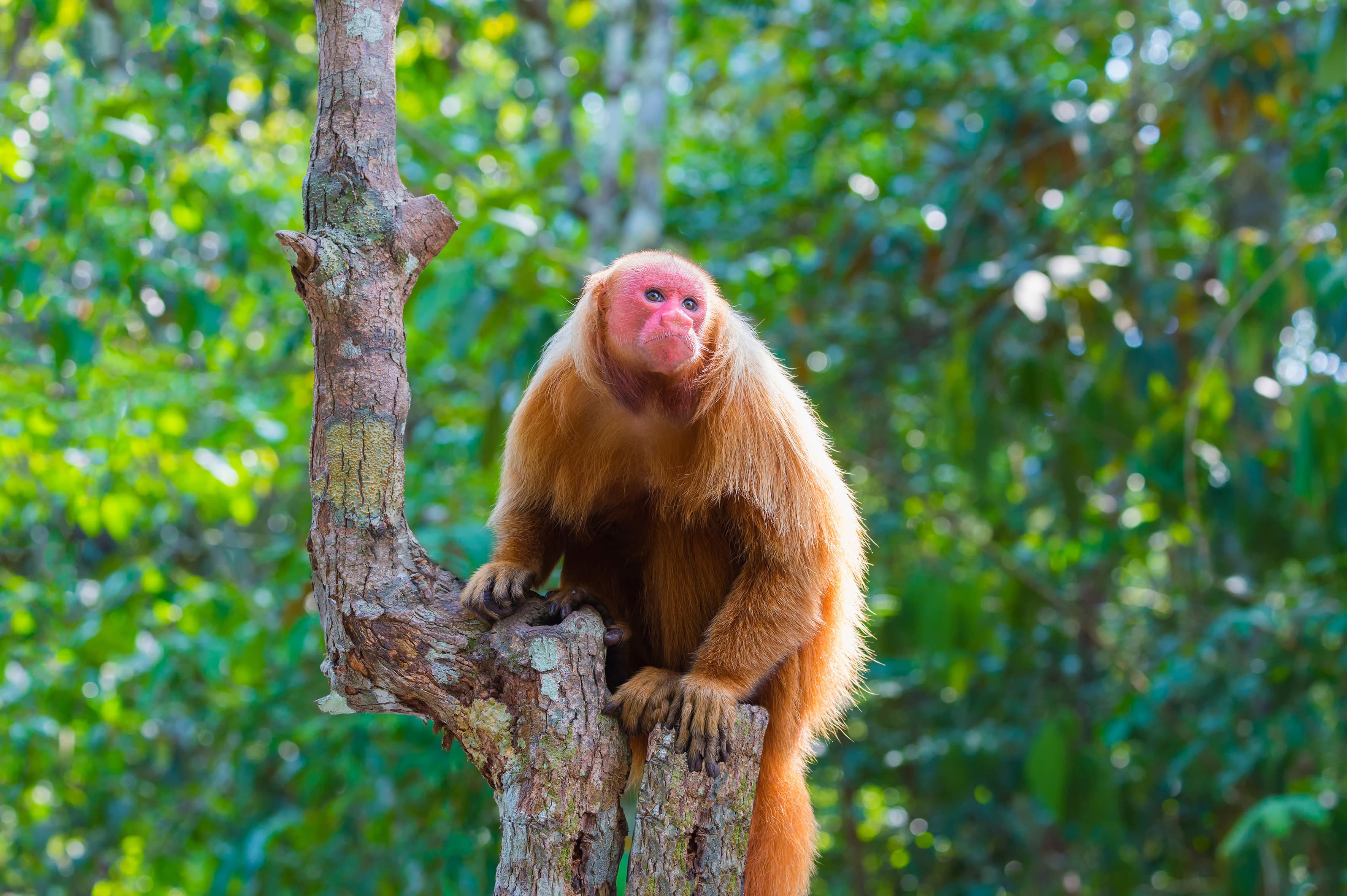 Cruise into the Heart of Primal Amazonia - An exploration at the edge of the jungle, between Brazil and Colombia (port-to-port cruise)