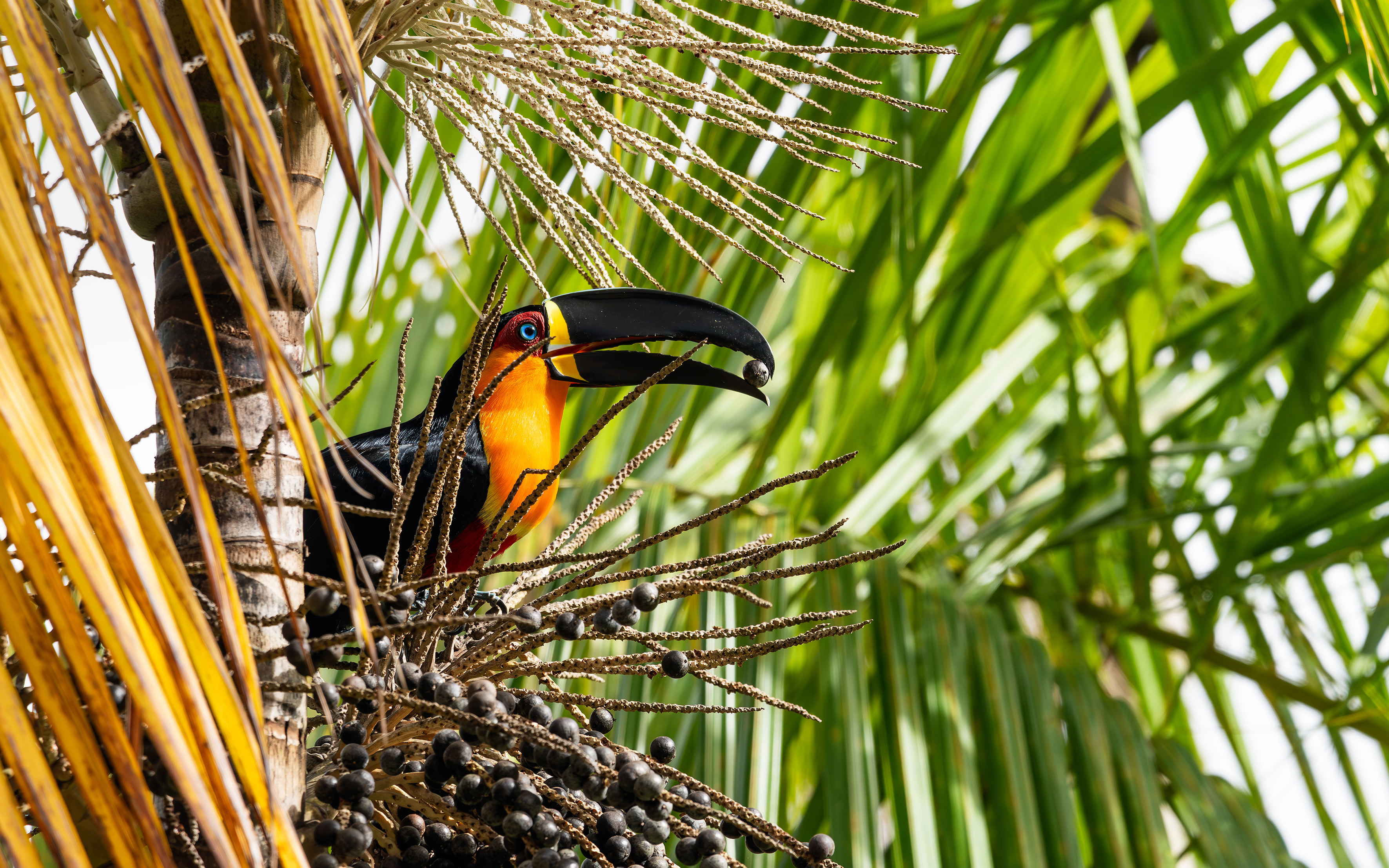The Gentle Amazon and the Tapajós River - An enchanting and intimate cruise to the most beautiful beaches of the Amazon - And an exceptional stay at the Iguaçu Falls (port-to-port cruise)