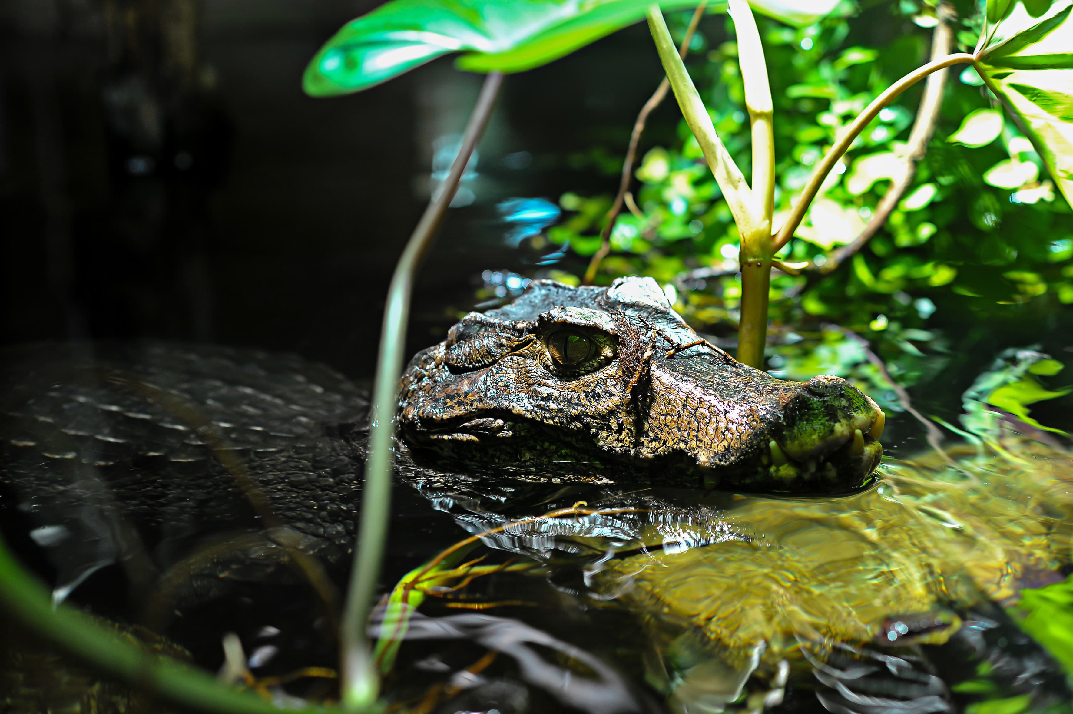Along the Amazon and the Rio Negro, An Exclusive Cruise through Pristine and Hidden Nature (port-to-port cruise)