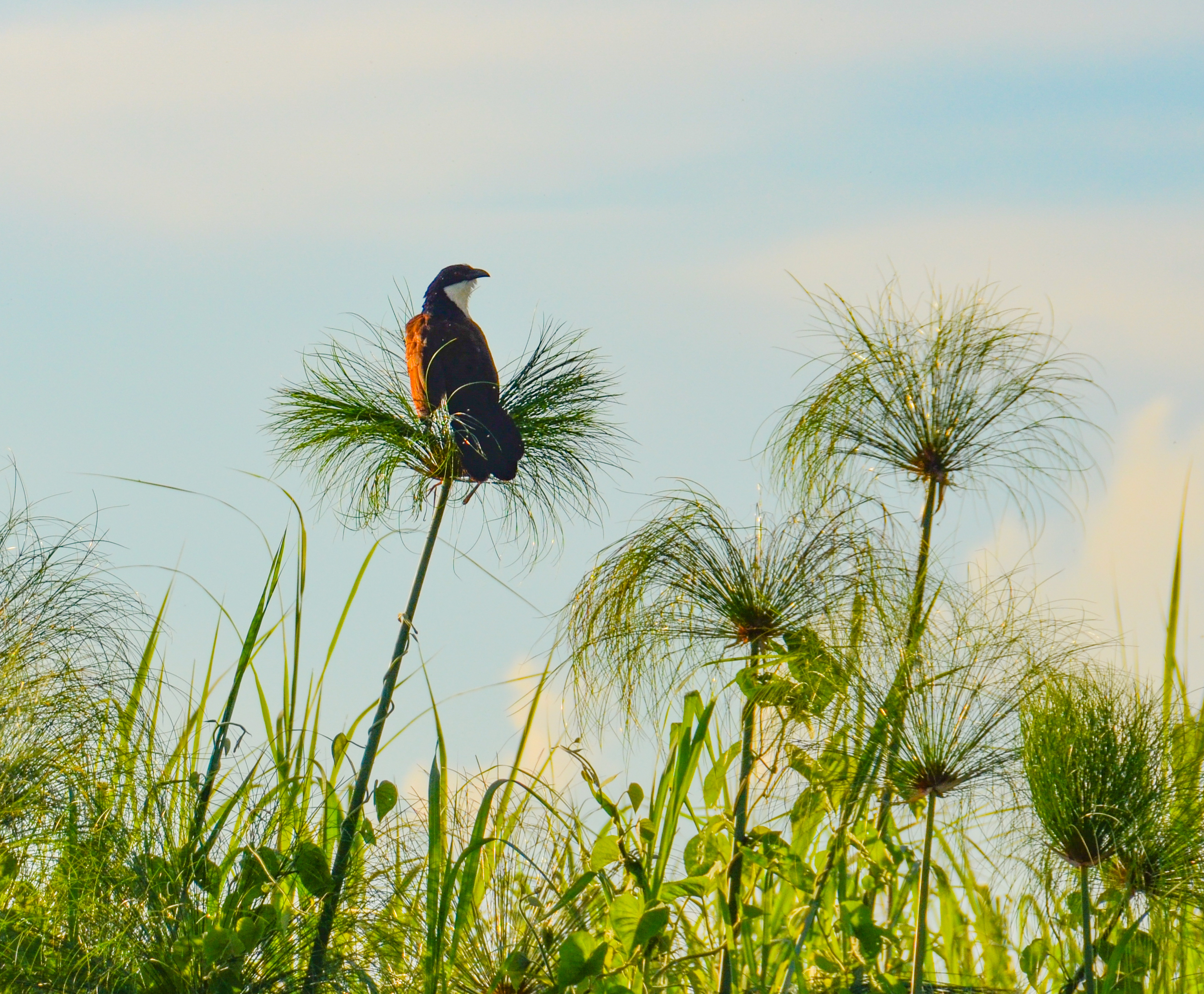 Safari Cruise along the Zambezi River - South Africa, Botswana, Namibia, Zimbabwe with extended stay at the Cape Peninsula (port-to-port cruise)