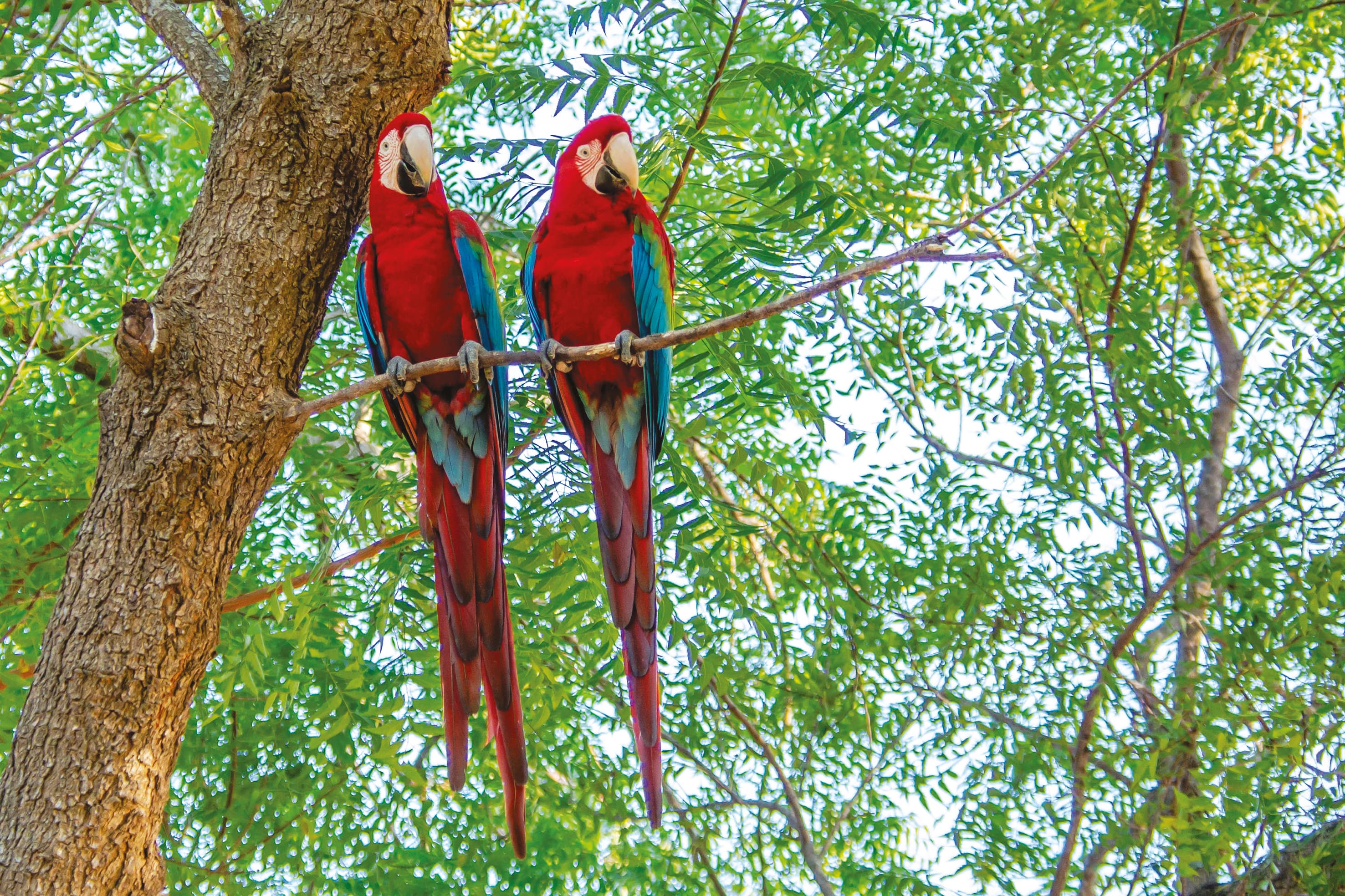 Cruise in the Heart of the Original Amazon - An exploration deep into the jungle, between Brazil and Colombia (port-to-port cruise)