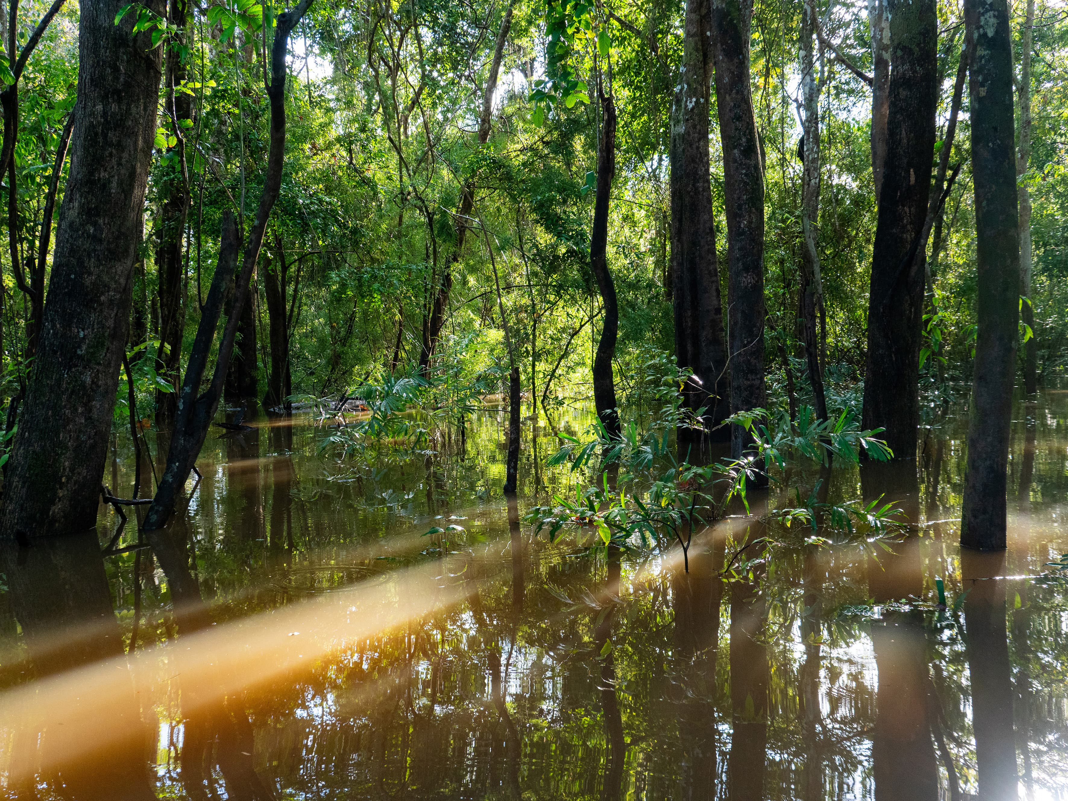 Along the Amazon and the Rio Negro, An Exclusive Cruise through Pristine and Hidden Nature (port-to-port cruise)