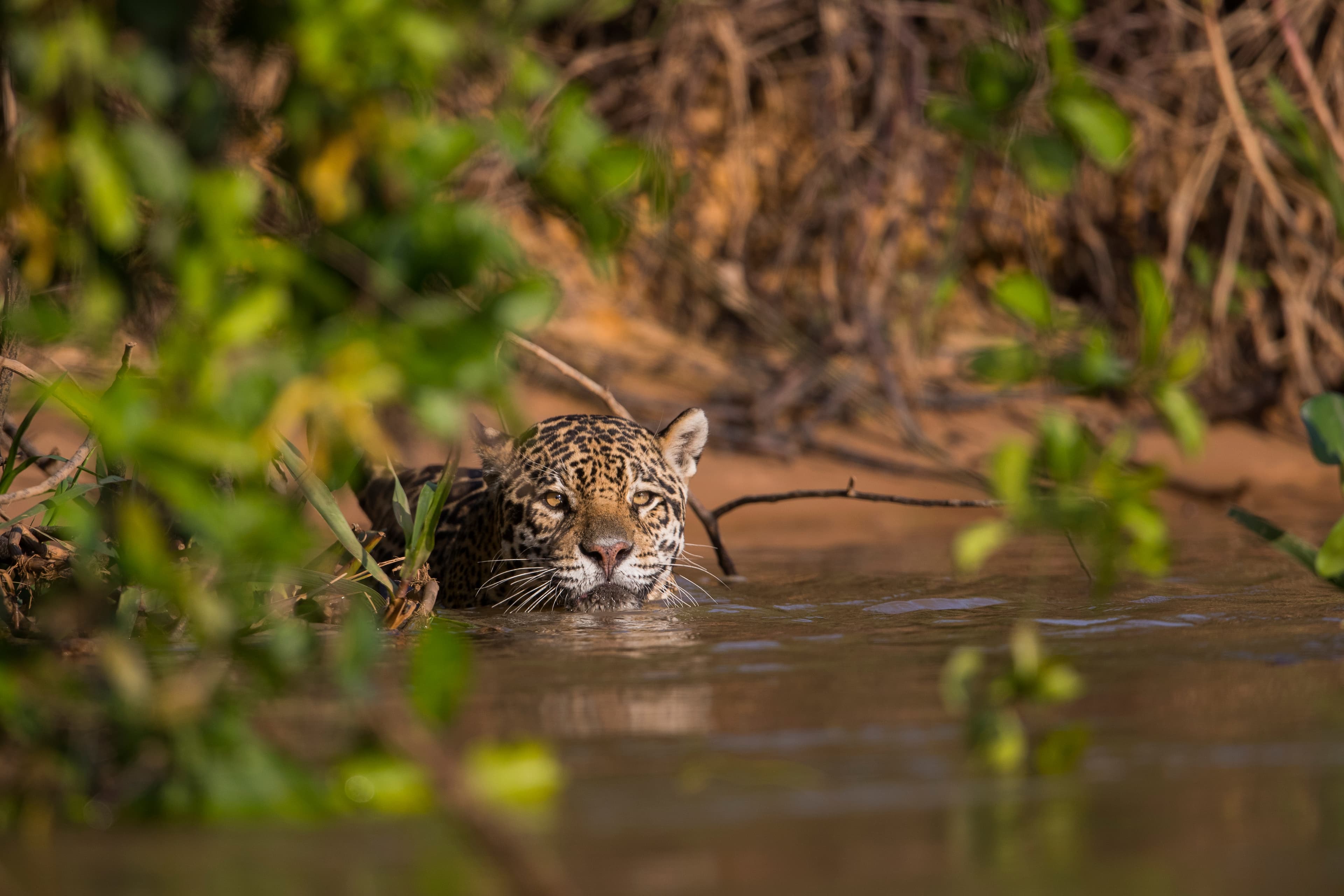 Cruise in the Heart of the Original Amazon - An exploration deep into the jungle, between Brazil and Colombia (port-to-port cruise)